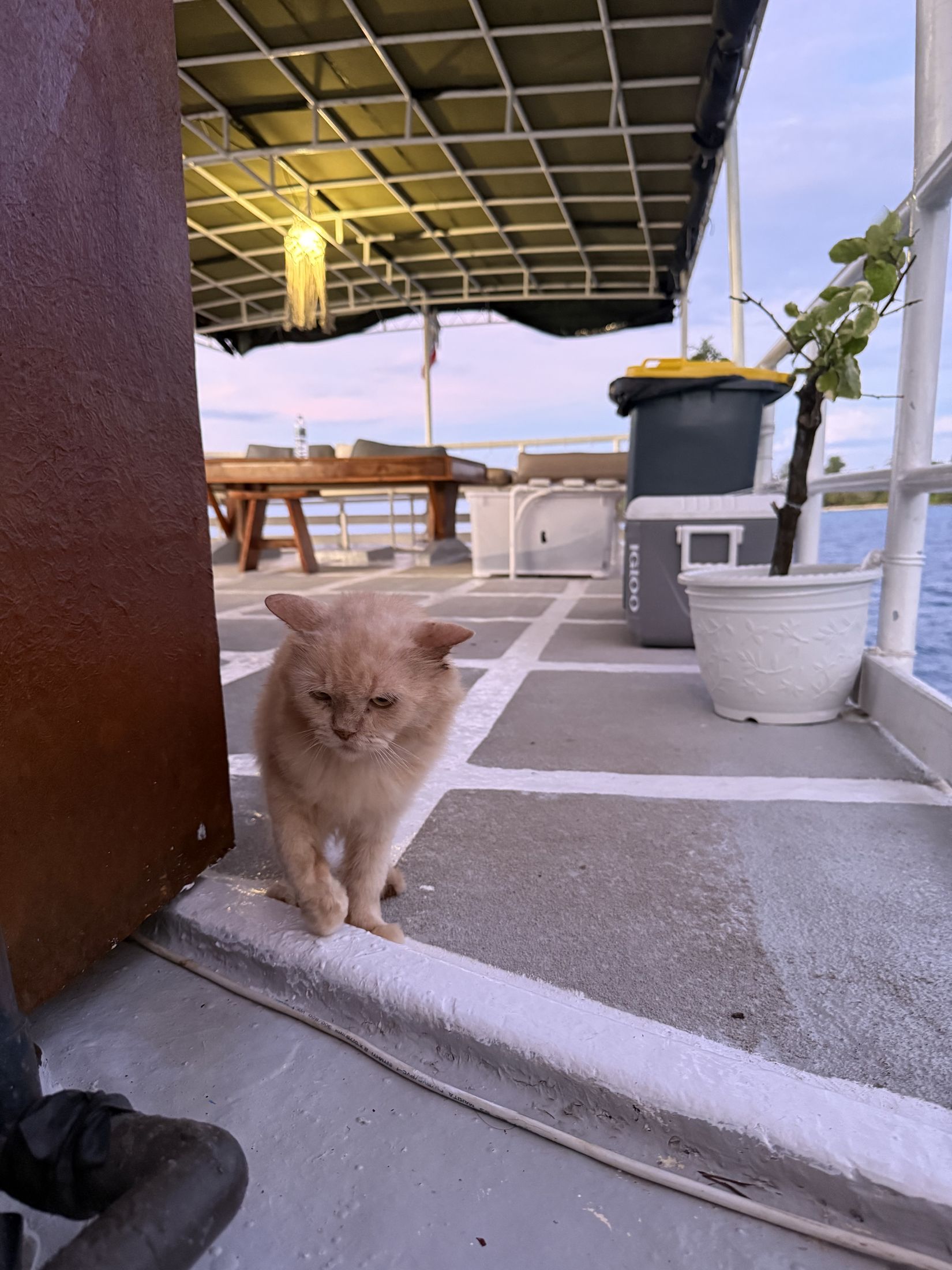 Odin, the ship's cat, on deck at dusk